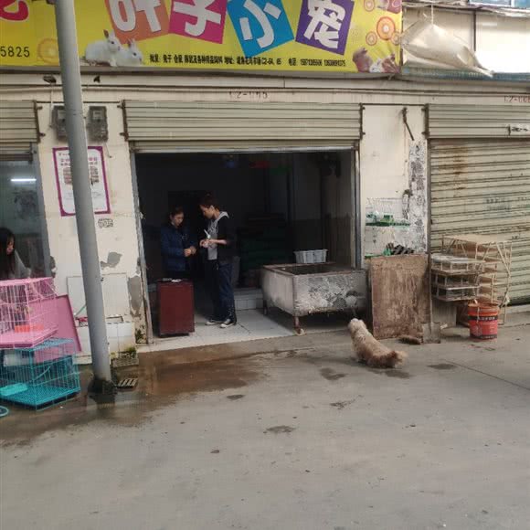 叶子小宠:武汉市江岸区新荣/堤角附近