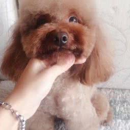 甜心萌宠:天津城区红桥区本溪路/丁字沽附近