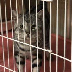 Mao房萌宠宠物店:天津城区红桥区本溪路/丁字沽附近