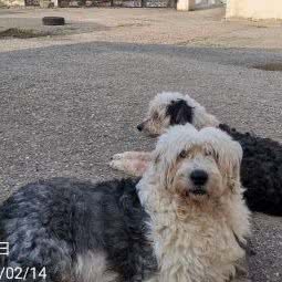 爱犬人家(3号店):武汉市江岸区新荣/堤角附近