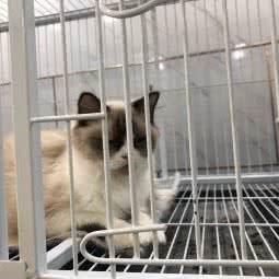 圣宠宠物:天津城区红桥区本溪路/丁字沽附近