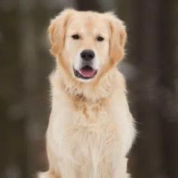 凯特宠物生活馆:天津城区红桥区本溪路/丁字沽附近