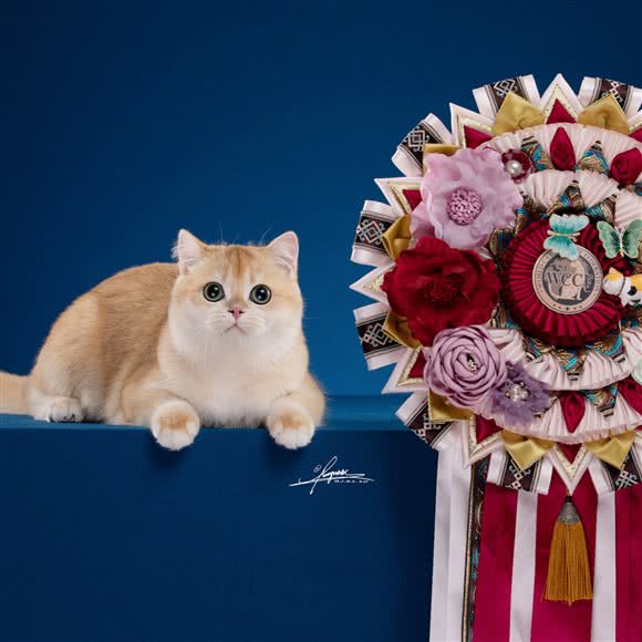 布丁点猫舍·缅因、金渐层、布偶:北京城区朝阳区劲松/潘家园附近