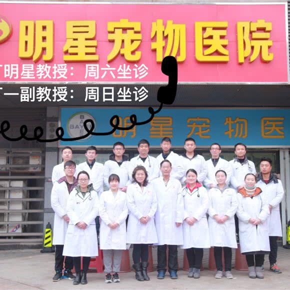 明星宠物医院(解放大道店):武汉市江岸区吉庆街/大智路附近