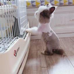 PET ZONE:武汉市江汉区武汉广场附近