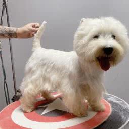 小鹿私宠?西高地美容工作室:武汉市江汉区唐家墩/菱角湖附近