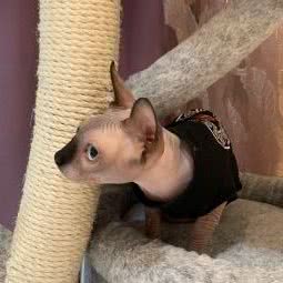 喵spa猫咪洗护工作室:武汉市江汉区唐家墩/菱角湖附近