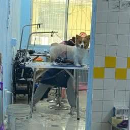 鲁邦宠物:武汉市江汉区汉口火车站附近