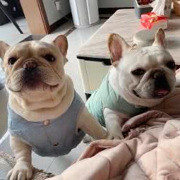 阿汤法国斗牛犬舍:武汉市江汉区汉口火车站附近