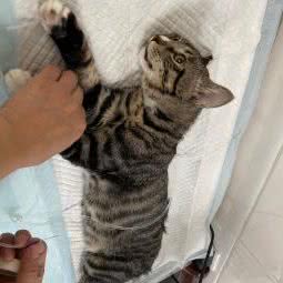 忠心贝贝动物诊所:武汉市江汉区汉口火车站附近