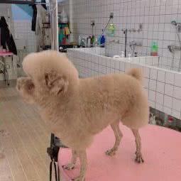 爆爪狗狗:武汉市江汉区汉西路附近