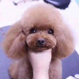 派多格宠物翡翠城店:武汉市江汉区汉西路附近