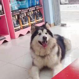 Lucky·宠物:武汉市江汉区六渡桥/汉正街附近