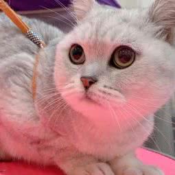 宠物友+:武汉市江汉区青年路/常青路附近