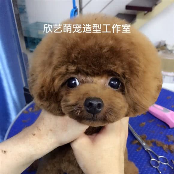 欣艺萌宠:武汉市硚口区宝丰附近