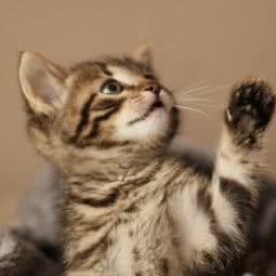 安贝宠物食品:天津城区红桥区本溪路/丁字沽附近