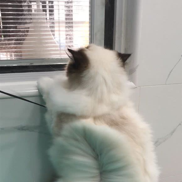 莱宝乐宠:武汉市硚口区硚口路附近