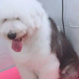 宠屋宠物美容店:武汉市硚口区硚口路附近