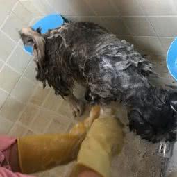 阿狸萌宠:武汉市硚口区古田路附近