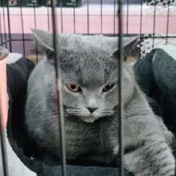 优优宠屋(古田四路店):武汉市硚口区古田路附近