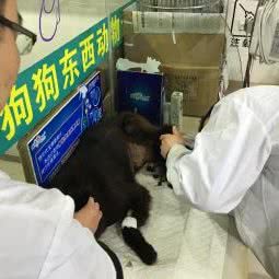 狗の东西宠物用品医疗连锁机构:武汉市硚口区古田路附近