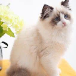 CHEERYCATS布偶猫舍(硚口店):武汉市硚口区古田路附近