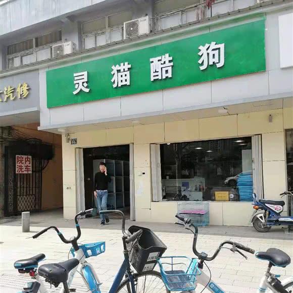 灵猫酷狗:武汉市硚口区古田路附近