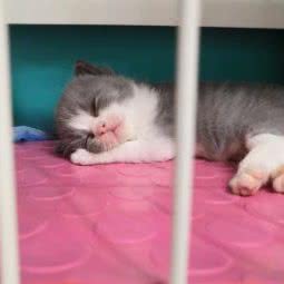 翻糖喵屋:天津城区红桥区本溪路/丁字沽附近