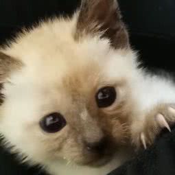 家有萌宠:武汉市汉阳区汉阳大道附近