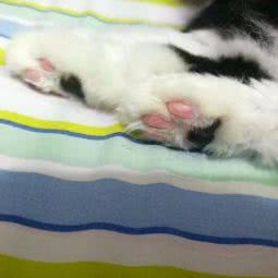 PETKIT小佩宠物(人信汇天誉店):武汉市汉阳区王家湾附近