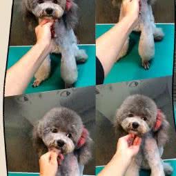 蝌乐宠物:武汉市汉阳区王家湾附近