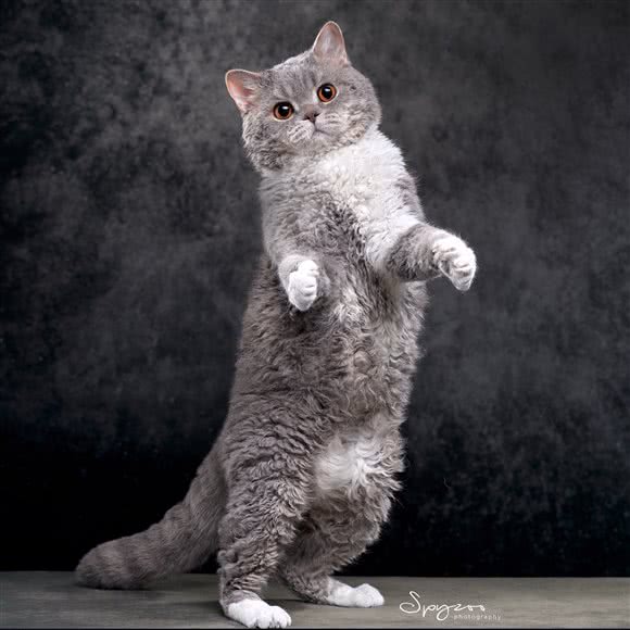 FOOOCUS纯种猫生活馆·CFA猫舍:武汉市汉阳区王家湾附近