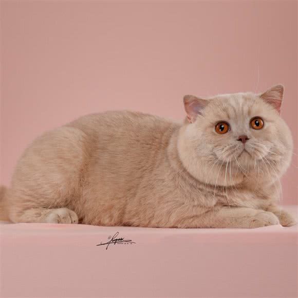 格格巫猫舍:武汉市汉阳区王家湾附近