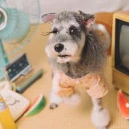 HeyWeGo宠物摄影:武汉市汉阳区钟家村附近