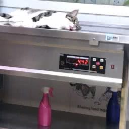 君子宠物诊所:天津城区红桥区本溪路/丁字沽附近