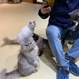 楠熠猫咖:武汉市汉阳区鹦鹉大道附近