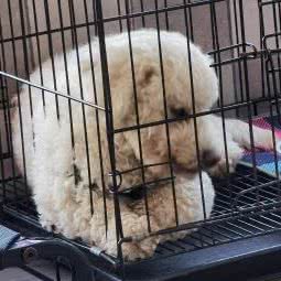 PaPa萌宠生活馆:武汉市汉阳区鹦鹉大道附近