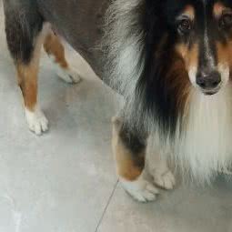 武汉市汉阳区乐萌宠物店:武汉市汉阳区腰路堤/建港附近