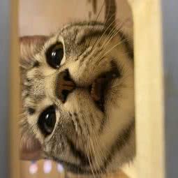 来来宠物? ISB伊珊娜皮毛调理服务中心:武汉市汉阳区四新附近