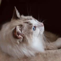 猫生宠物摄影:武汉市汉阳区四新附近