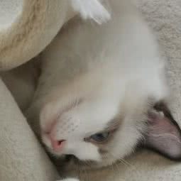 宠小兽:天津城区红桥区芥园道/复兴路附近