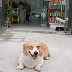 海派斯宠物(老关店):武汉市汉阳区四新附近