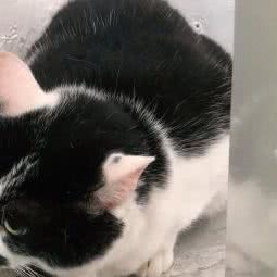 派多格宠物(子期路店):武汉市汉阳区四新附近