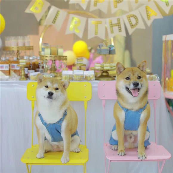 爱有家宠物(怡德路店):天津城区红桥区芥园道/复兴路附近