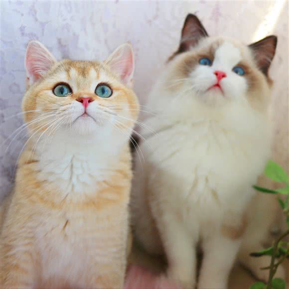 时光猫乐园·猫舍:北京城区朝阳区劲松/潘家园附近