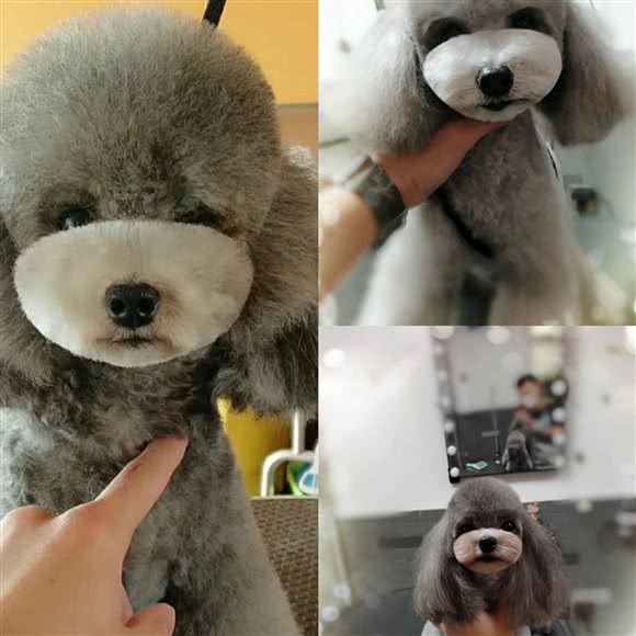 久点宠物生活馆:天津城区红桥区芥园道/复兴路附近