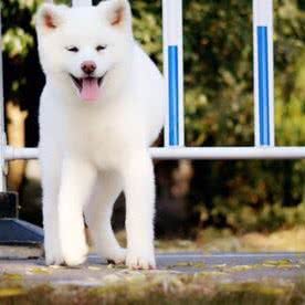 宠道宠物生活馆:武汉市武昌区石牌岭/街道口附近