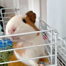 南湖小宠家庭寄养:武汉市武昌区石牌岭/街道口附近