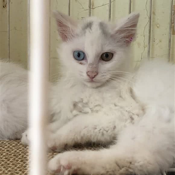 旺族宠物:武汉市武昌区石牌岭/街道口附近