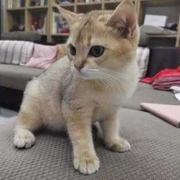 芥子宠物:武汉市武昌区石牌岭/街道口附近